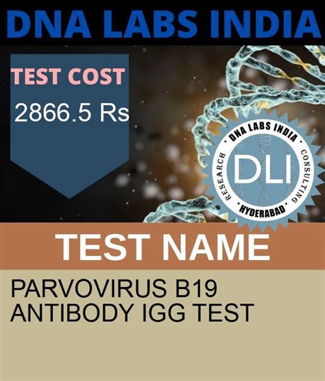 what is parvovirus b19 antibody igg